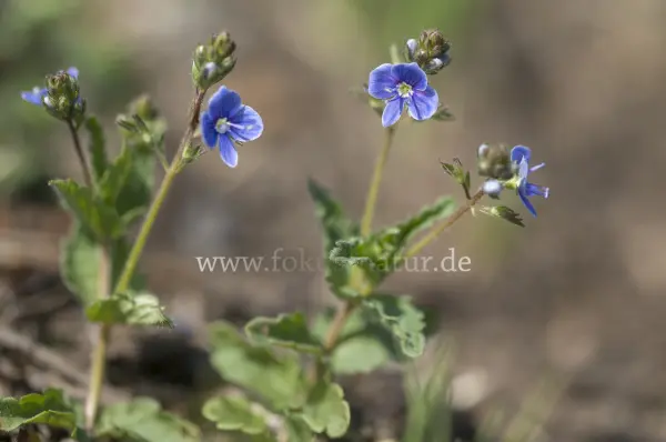 Fokus-Natur Bild