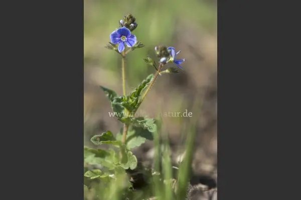 Fokus-Natur Bild