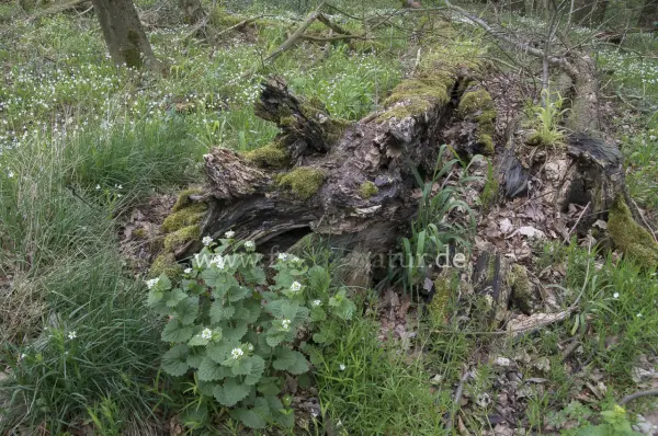 Fokus-Natur Bild