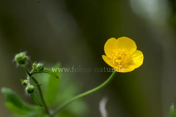 Fokus-Natur Bild