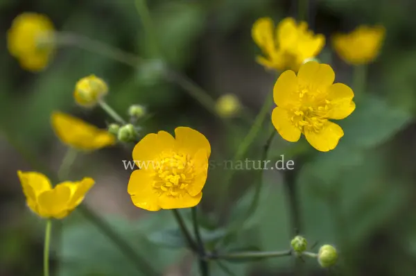 Fokus-Natur Bild