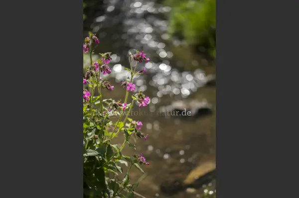 Fokus-Natur Bild