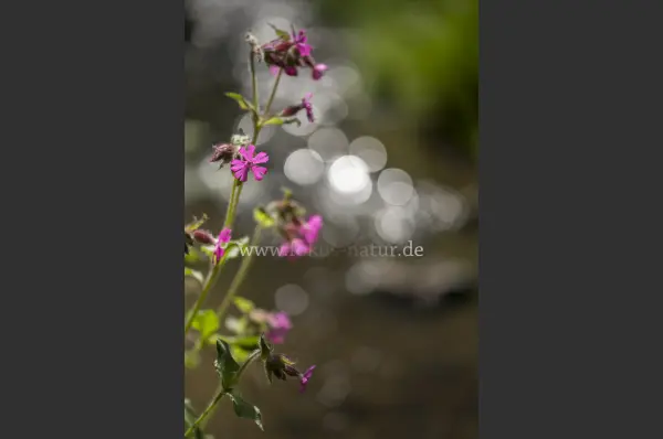 Fokus-Natur Bild