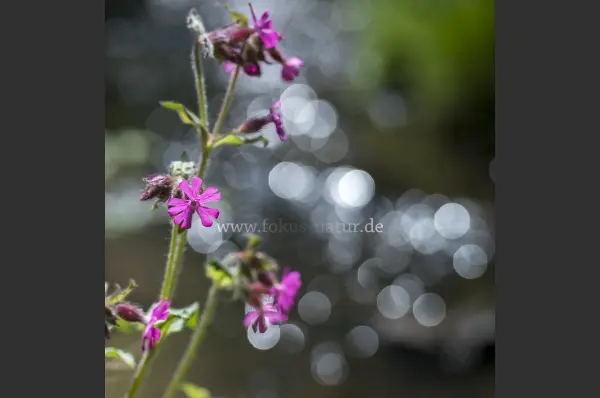 Fokus-Natur Bild