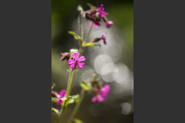 Fokus-Natur Bild