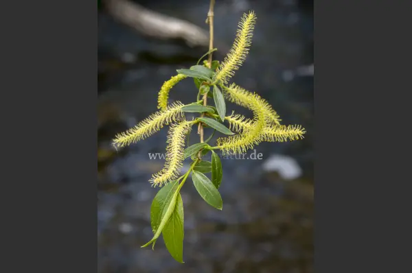 Fokus-Natur Bild