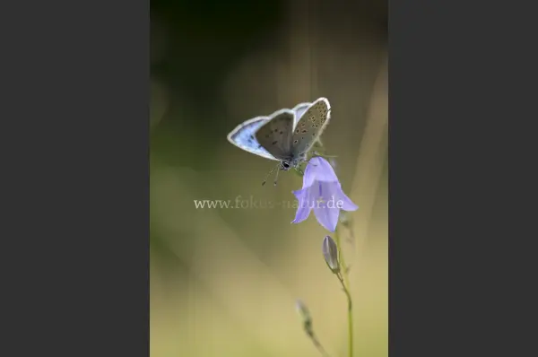 Fokus-Natur Bild