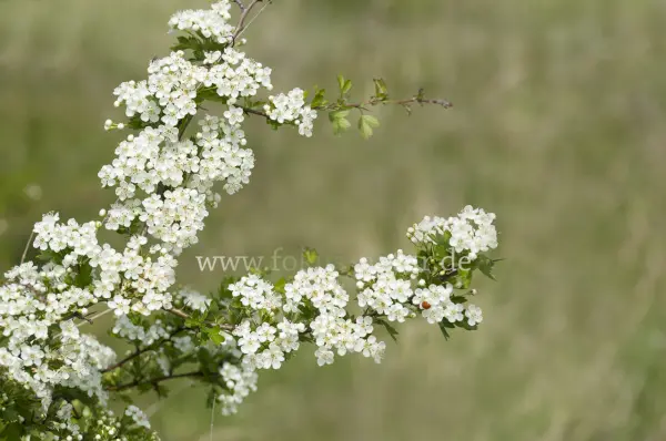 Fokus-Natur Bild