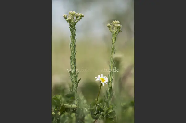 Fokus-Natur Bild
