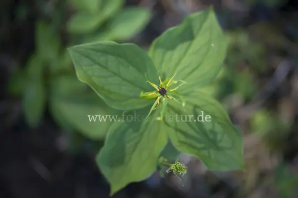 Fokus-Natur Bild