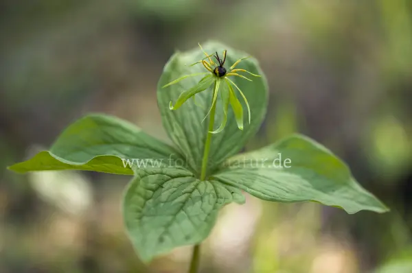 Fokus-Natur Bild