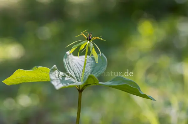 Fokus-Natur Bild