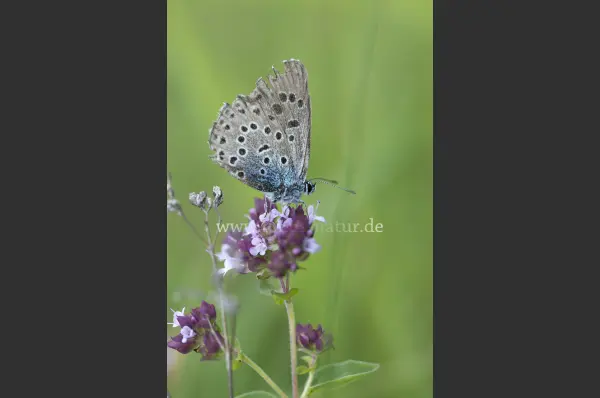 Fokus-Natur Bild