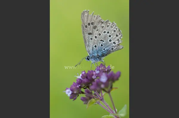Fokus-Natur Bild