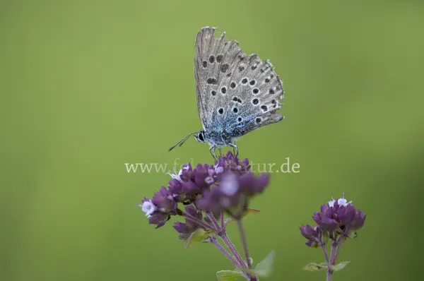 Fokus-Natur Bild