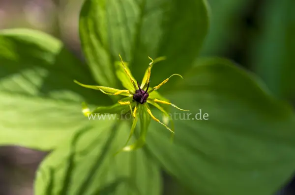 Fokus-Natur Bild