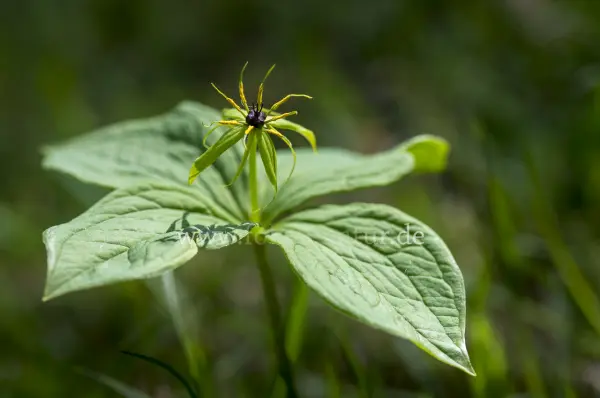 Fokus-Natur Bild