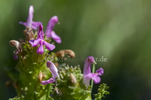 Fokus-Natur Bild