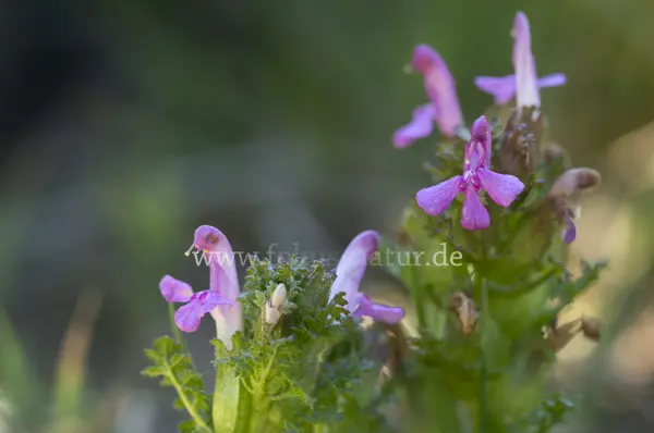 Fokus-Natur Bild