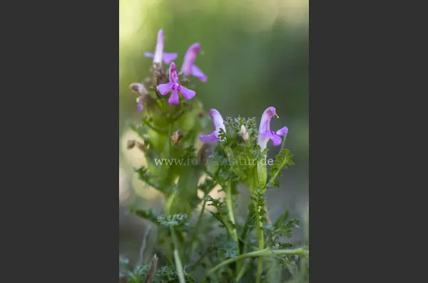 Fokus-Natur Bild