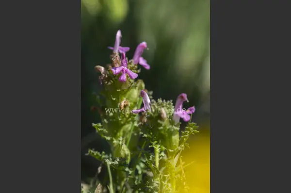 Fokus-Natur Bild