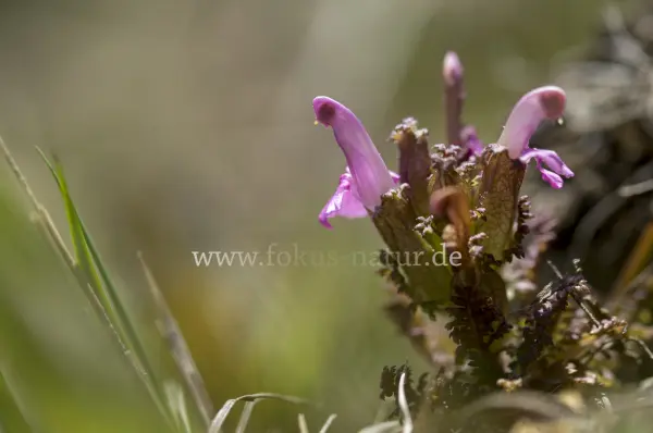 Fokus-Natur Bild