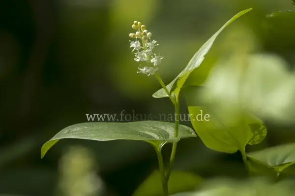 Fokus-Natur Bild