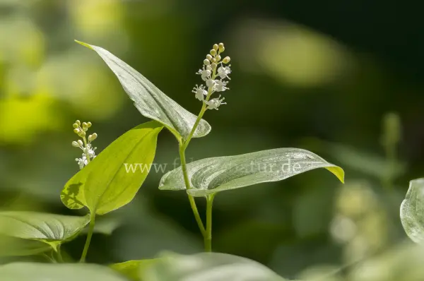 Fokus-Natur Bild