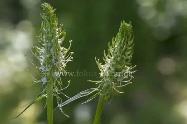 Fokus-Natur Bild