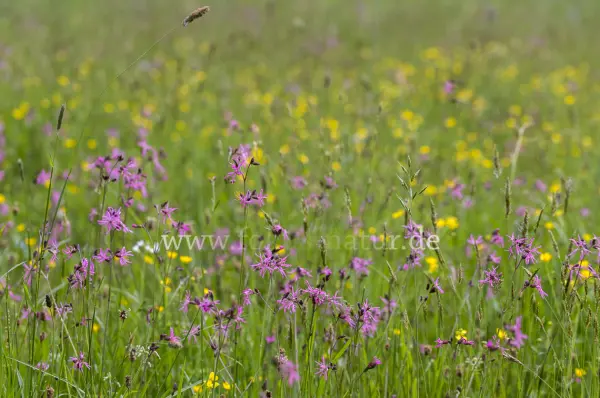 Fokus-Natur Bild