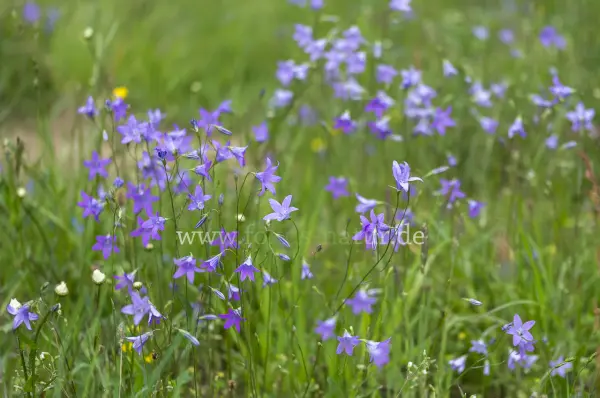 Fokus-Natur Bild