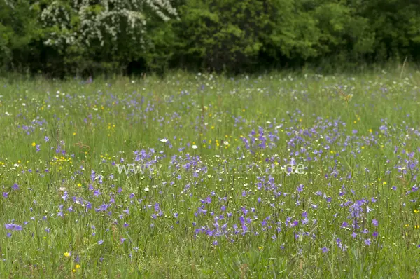 Fokus-Natur Bild