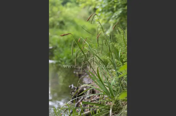 Fokus-Natur Bild