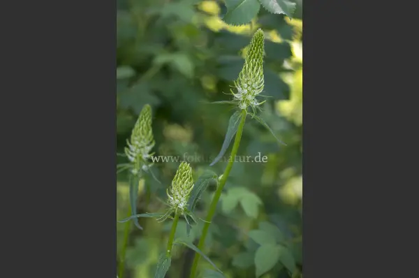 Fokus-Natur Bild