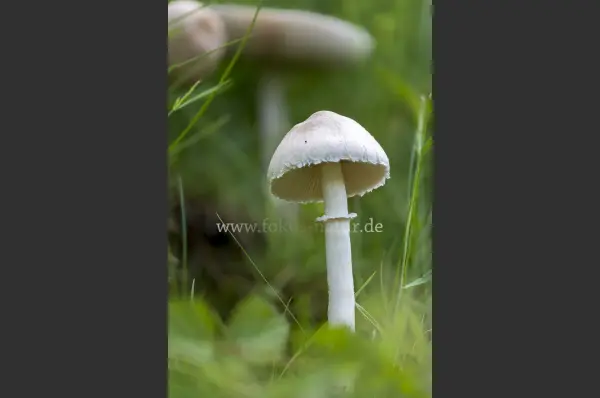 Fokus-Natur Bild