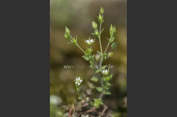 Fokus-Natur Bild