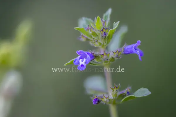 Fokus-Natur Bild