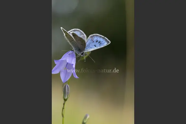 Fokus-Natur Bild