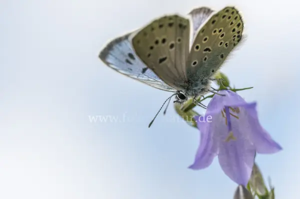 Fokus-Natur Bild