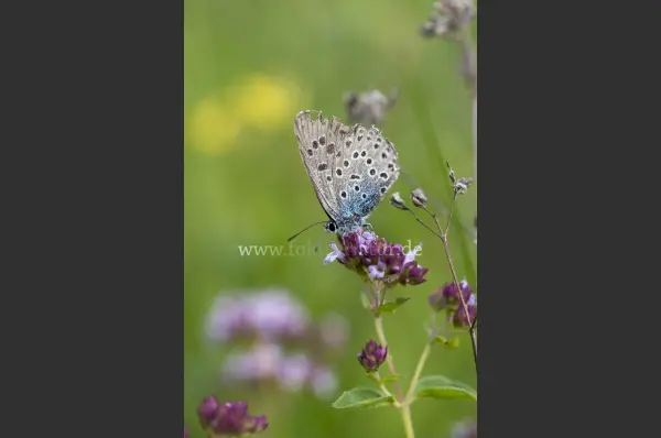 Fokus-Natur Bild
