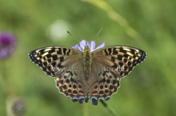 Fokus-Natur Bild