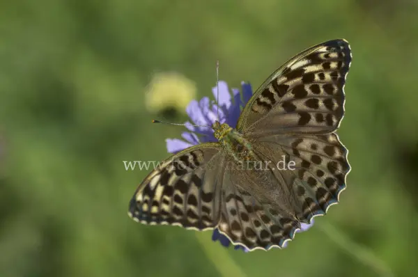 Fokus-Natur Bild