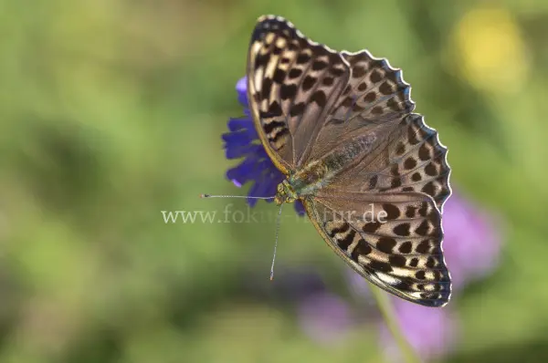 Fokus-Natur Bild
