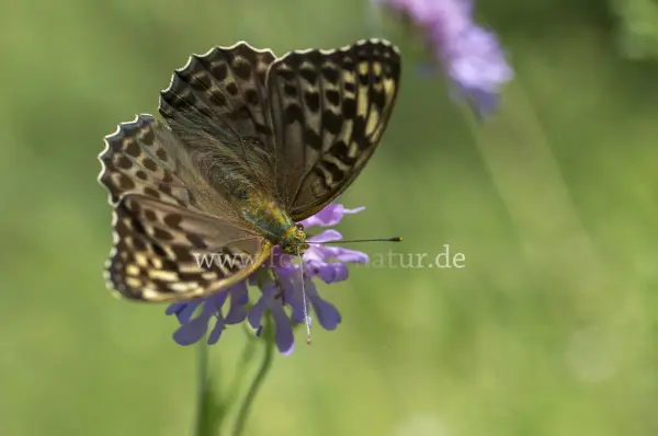 Fokus-Natur Bild