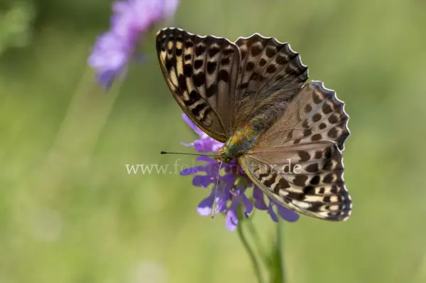 Fokus-Natur Bild