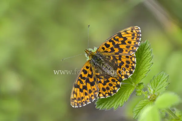 Fokus-Natur Bild