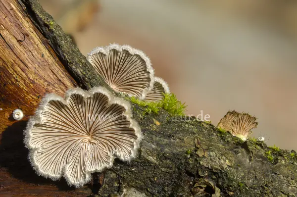 Fokus-Natur Bild