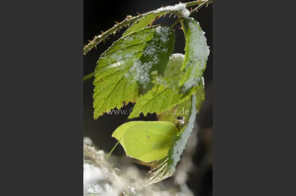 Fokus-Natur Bild