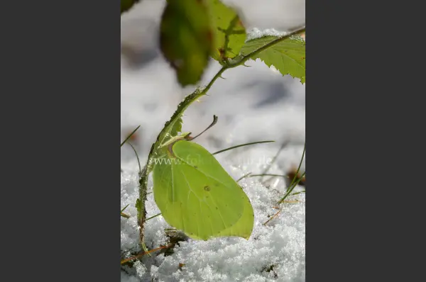 Fokus-Natur Bild