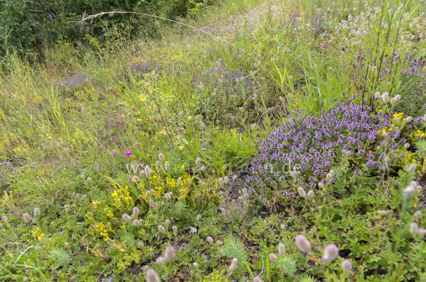 Fokus-Natur Bild